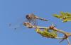 Trithemis sp.